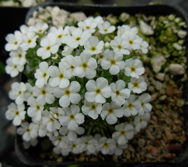 Androsace de vandelli