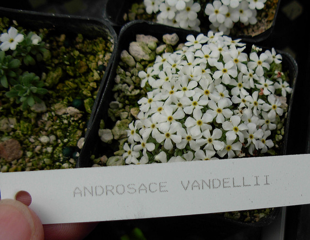 Androsace de vandelli