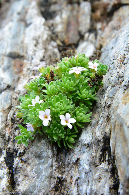 Androsace de vandelli
