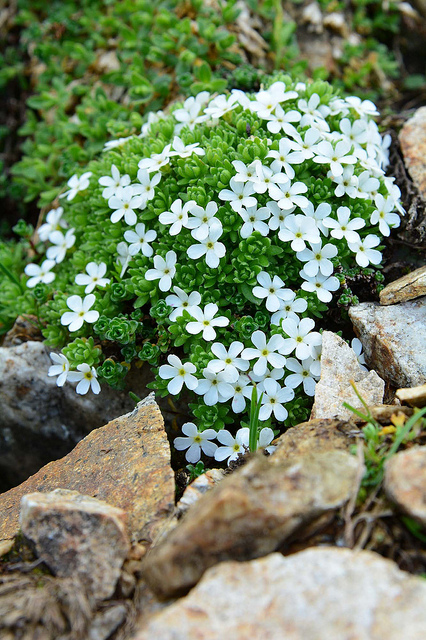 Androsace de vandelli