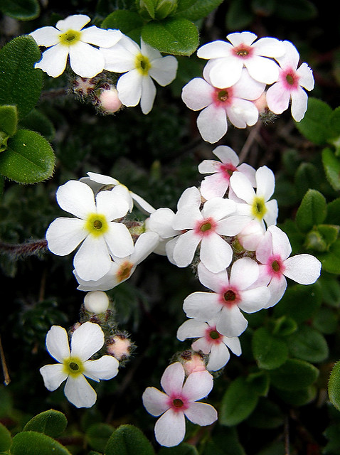 Androsace velue