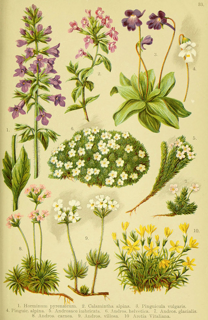 Androsace velue