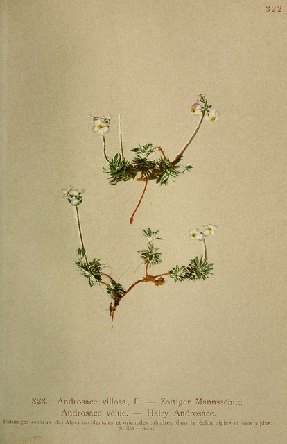Androsace velue