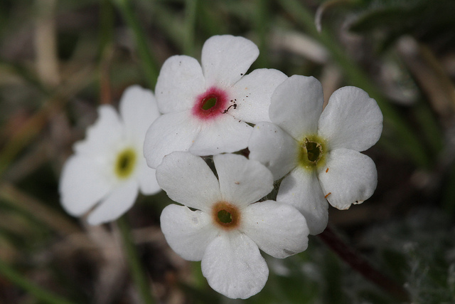 Androsace velue (Androsace villosa)