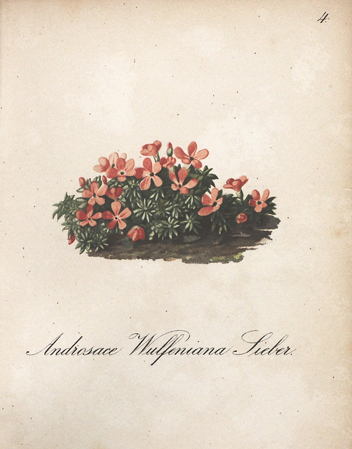 Androsace de wulfen (Androsace wulfeniana)