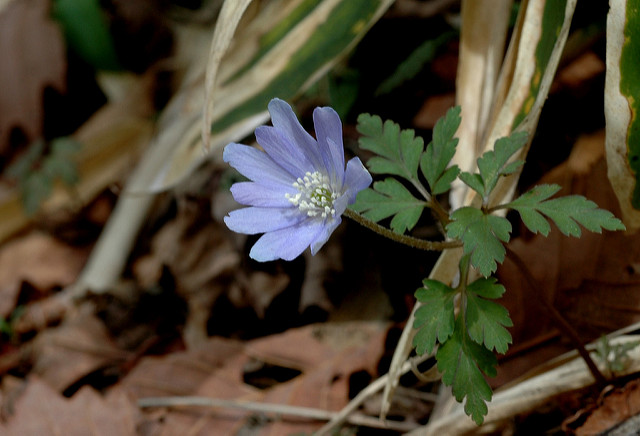 Anemone altaica