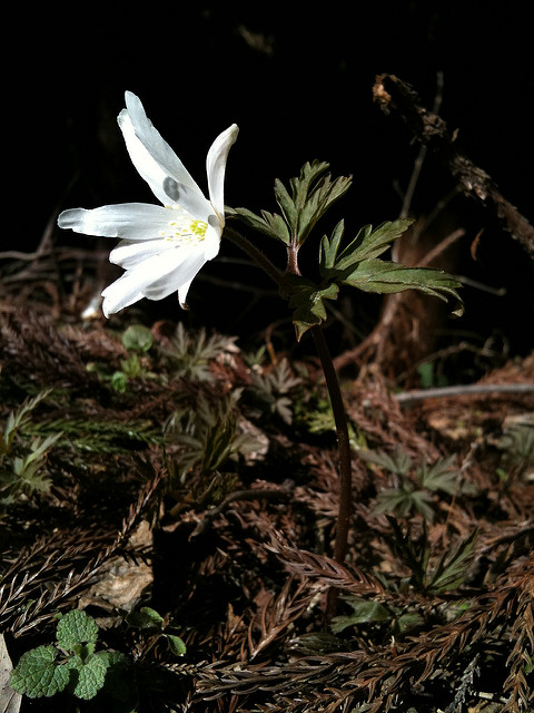 Anemone altaica