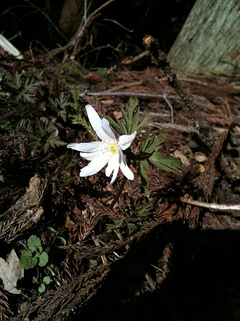 Anemone altaica