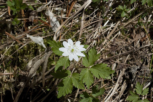 Anemone altaica (Anemone altaica)