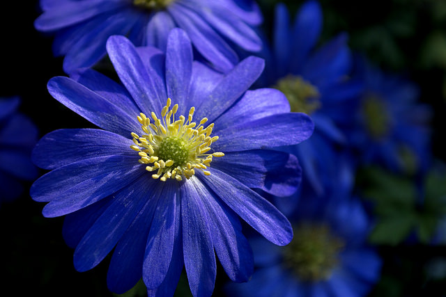 Anémone bleue