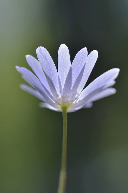 Anémone bleue