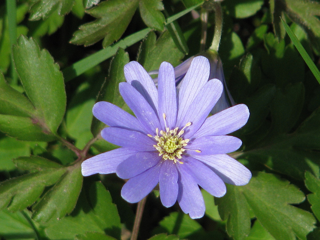 Anémone bleue (Anemone apennina)