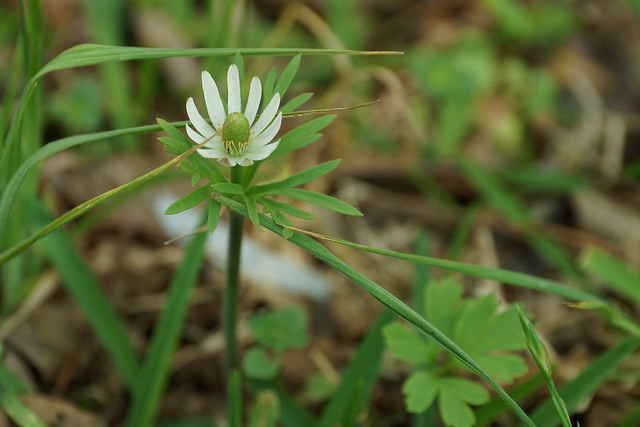 Anemone berlandieri (Anemone berlandieri)