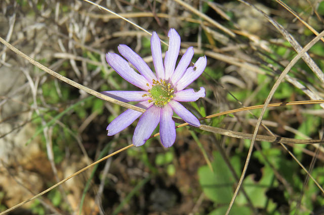 Anemone berlandieri