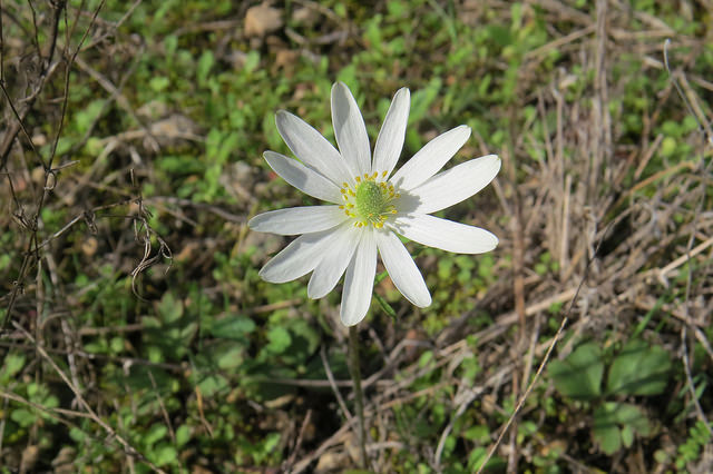 Anemone berlandieri