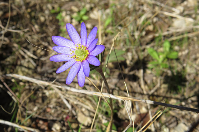 Anemone berlandieri