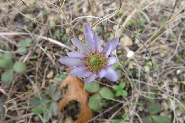 Anemone berlandieri