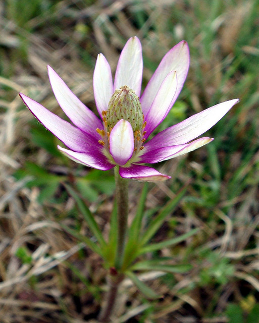 Anemone berlandieri