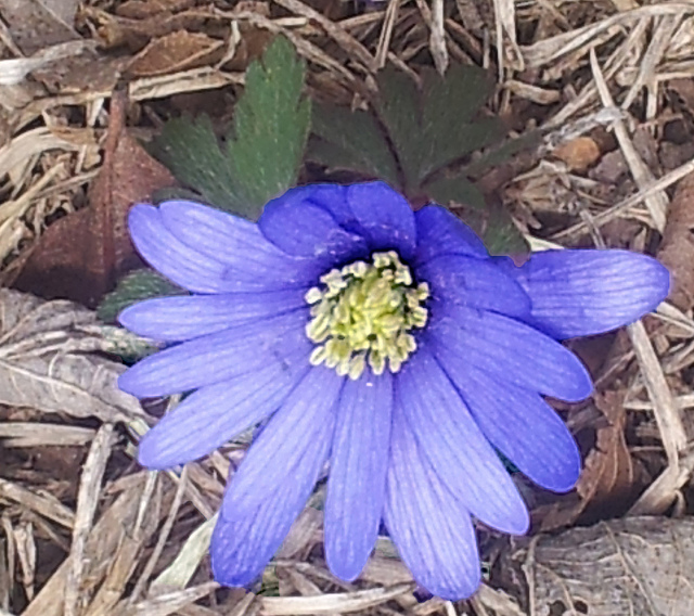 Anémone de grèce (Anemone blanda)