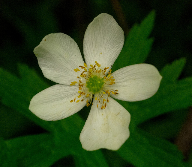 Anémone du canada