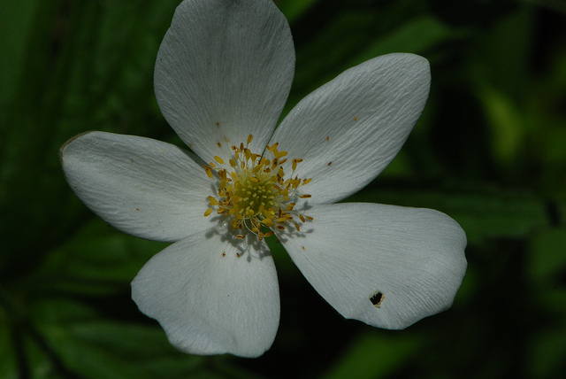 Anémone du canada (Anemone canadensis)