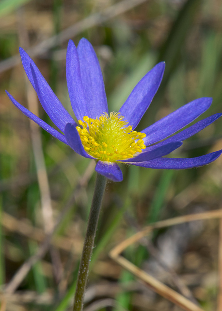 Anemone caroliniana (Anemone caroliniana)