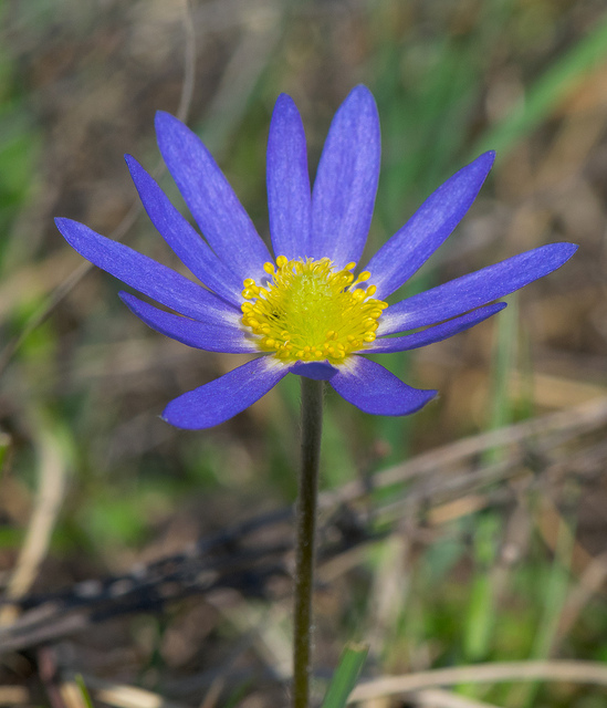 Anemone caroliniana