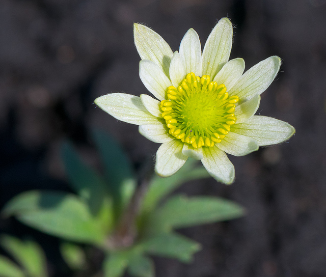 Anemone caroliniana