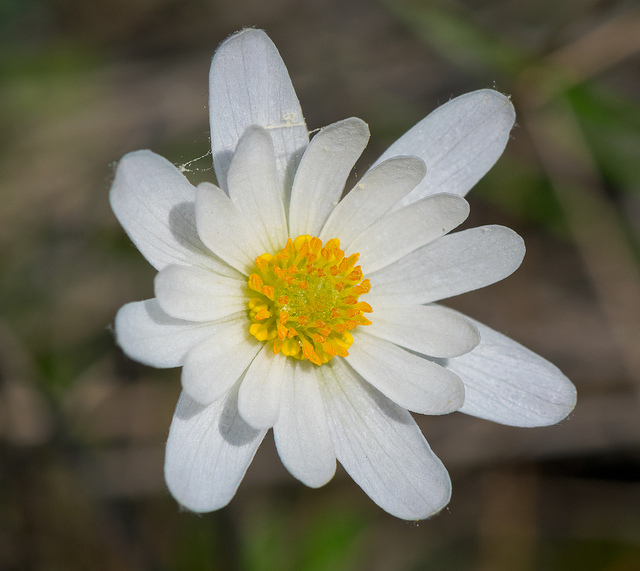 Anemone caroliniana