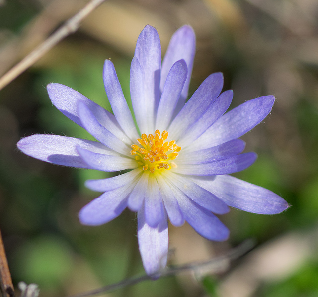 Anemone caroliniana