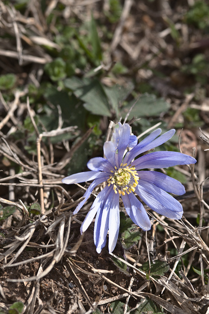 Anemone caroliniana