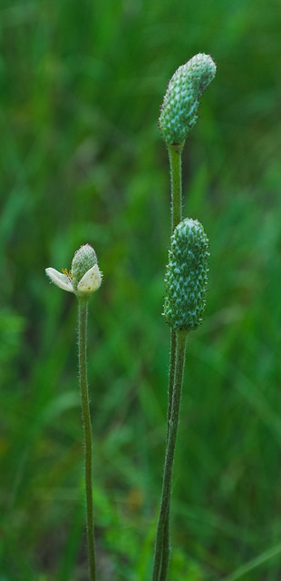 Anémone cylindrique