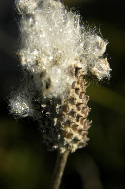 Anémone cylindrique