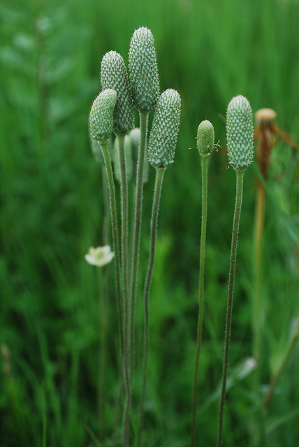 Anémone cylindrique