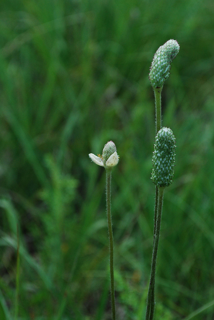 Anémone cylindrique