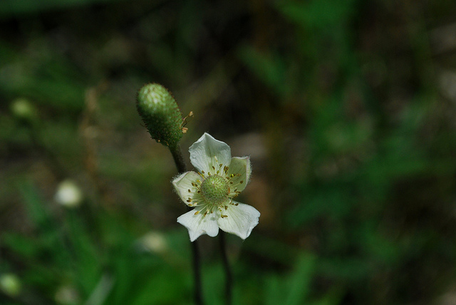 Anémone cylindrique (Anemone cylindrica)