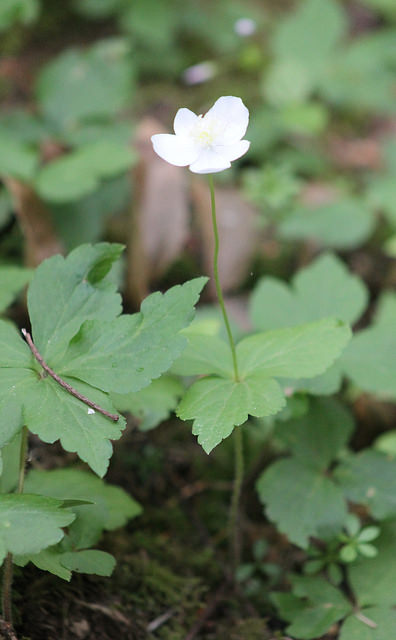 Anemone deltoidea