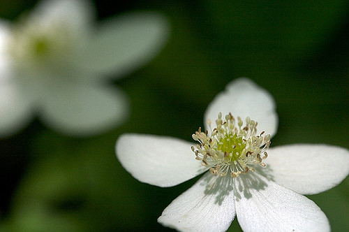 Anemone deltoidea