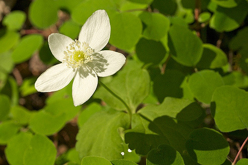 Anemone deltoidea