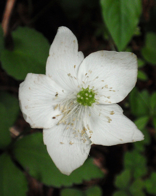 Anemone deltoidea