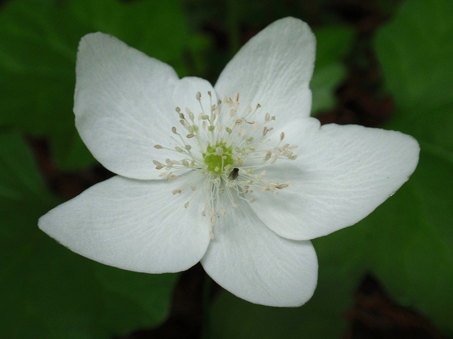 Anemone deltoidea