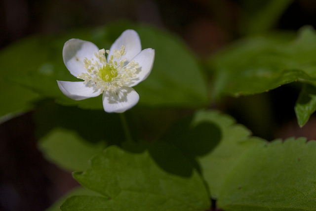 Anemone deltoidea (Anemone deltoidea)