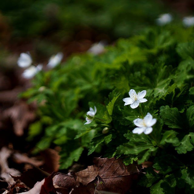 Anemone flaccida
