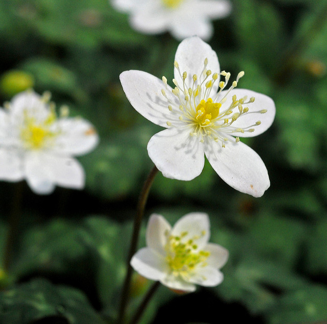 Anemone flaccida