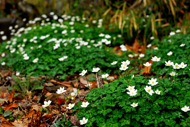 Anemone flaccida