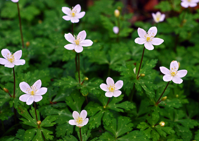 Anemone flaccida