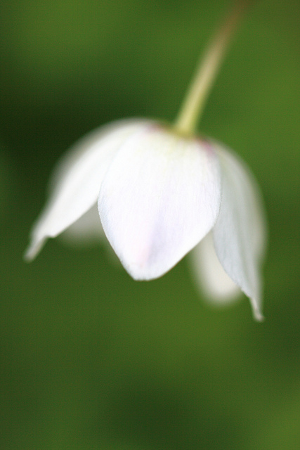 Anemone flaccida