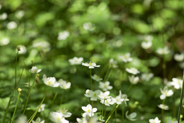 Anemone flaccida (Anemone flaccida)