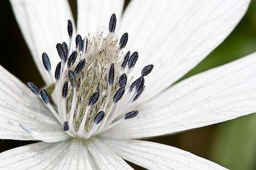 Anémone des jardins (Anemone hortensis)