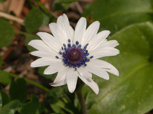 Anémone des jardins